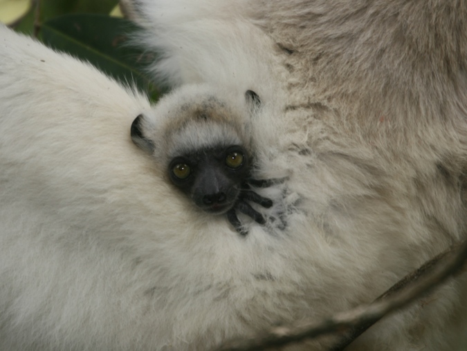 madagascar